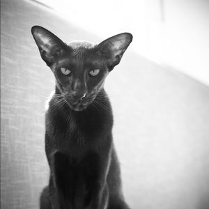 Meet your Posher, Carmon